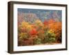 Autumn Forest-null-Framed Photographic Print