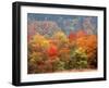 Autumn Forest-null-Framed Photographic Print