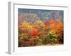 Autumn Forest-null-Framed Photographic Print