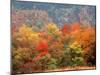 Autumn Forest-null-Mounted Photographic Print