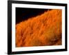 Autumn Forest-null-Framed Photographic Print