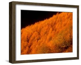 Autumn Forest-null-Framed Photographic Print