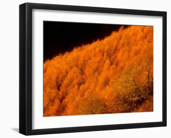 Autumn Forest-null-Framed Photographic Print