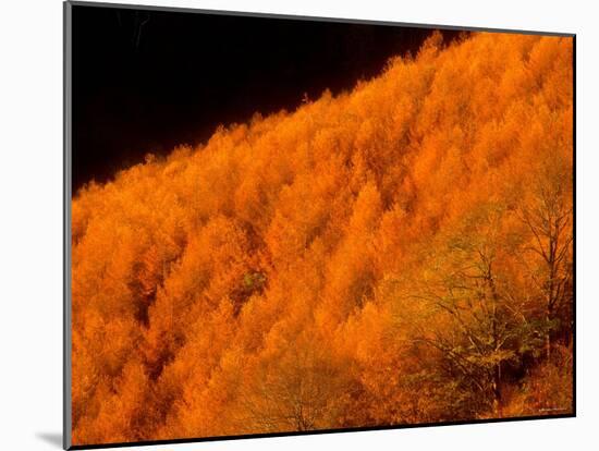 Autumn Forest-null-Mounted Photographic Print