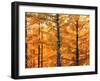 Autumn Forest-null-Framed Photographic Print