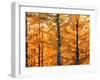 Autumn Forest-null-Framed Photographic Print