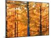 Autumn Forest-null-Mounted Photographic Print