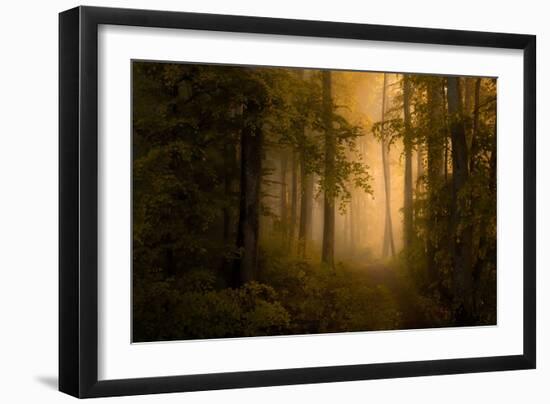 Autumn Forest-Norbert Maier-Framed Giclee Print