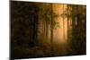 Autumn Forest-Norbert Maier-Mounted Giclee Print