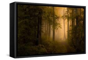 Autumn Forest-Norbert Maier-Framed Stretched Canvas