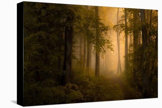 Autumn Forest-Norbert Maier-Stretched Canvas