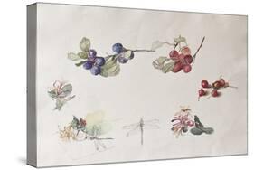 Autumn Fruits and Flowers, 2007-Caroline Hervey-Bathurst-Stretched Canvas