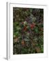 Autumn Fruits-Doug Chinnery-Framed Photographic Print