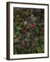 Autumn Fruits-Doug Chinnery-Framed Photographic Print