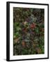 Autumn Fruits-Doug Chinnery-Framed Photographic Print