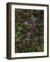 Autumn Fruits-Doug Chinnery-Framed Photographic Print