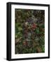 Autumn Fruits-Doug Chinnery-Framed Photographic Print