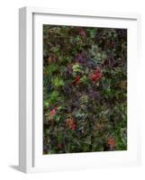 Autumn Fruits-Doug Chinnery-Framed Photographic Print