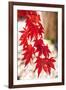 Autumn Garland-Philippe Sainte-Laudy-Framed Photographic Print