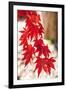 Autumn Garland-Philippe Sainte-Laudy-Framed Photographic Print