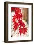 Autumn Garland-Philippe Sainte-Laudy-Framed Photographic Print