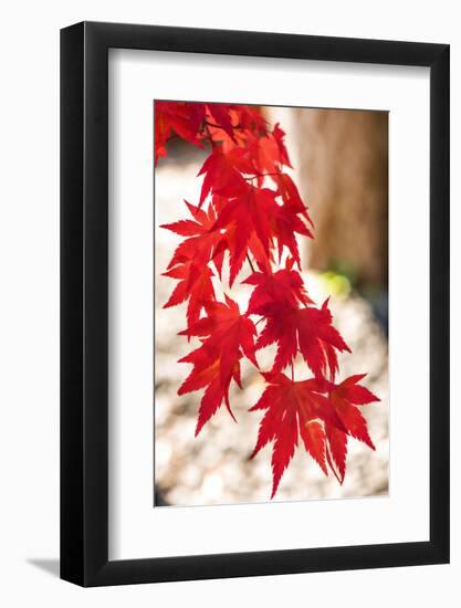 Autumn Garland-Philippe Sainte-Laudy-Framed Photographic Print