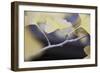 Autumn Gingko I-Rita Crane-Framed Photographic Print