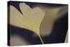 Autumn Gingko II-Rita Crane-Stretched Canvas