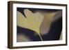 Autumn Gingko II-Rita Crane-Framed Photographic Print