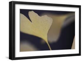 Autumn Gingko II-Rita Crane-Framed Photographic Print