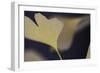 Autumn Gingko II-Rita Crane-Framed Photographic Print