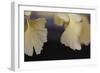 Autumn Gingko IV-Rita Crane-Framed Photographic Print