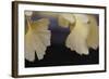 Autumn Gingko IV-Rita Crane-Framed Photographic Print