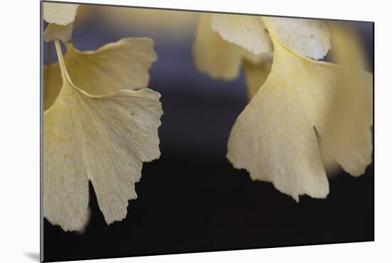 Autumn Gingko IV-Rita Crane-Mounted Photographic Print