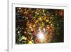 Autumn Glow-Peter Adams-Framed Giclee Print