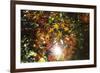 Autumn Glow-Peter Adams-Framed Giclee Print