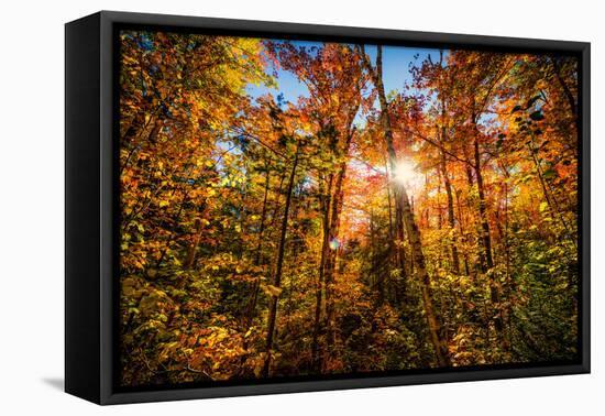 Autumn Glow-SHS Photography-Framed Stretched Canvas