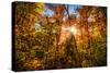 Autumn Glow-SHS Photography-Stretched Canvas