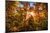 Autumn Glow-SHS Photography-Mounted Photographic Print