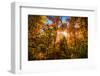 Autumn Glow-SHS Photography-Framed Photographic Print