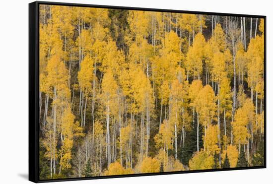 Autumn gold aspen tree pattern on mountain slope, San Juan Mountains, Colorado-Adam Jones-Framed Stretched Canvas