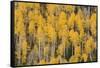 Autumn gold aspen tree pattern on mountain slope, San Juan Mountains, Colorado-Adam Jones-Framed Stretched Canvas