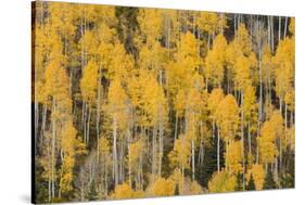 Autumn gold aspen tree pattern on mountain slope, San Juan Mountains, Colorado-Adam Jones-Stretched Canvas