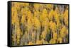 Autumn gold aspen tree pattern on mountain slope, San Juan Mountains, Colorado-Adam Jones-Framed Stretched Canvas