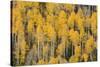 Autumn gold aspen tree pattern on mountain slope, San Juan Mountains, Colorado-Adam Jones-Stretched Canvas