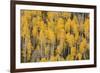 Autumn gold aspen tree pattern on mountain slope, San Juan Mountains, Colorado-Adam Jones-Framed Premium Photographic Print