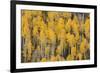 Autumn gold aspen tree pattern on mountain slope, San Juan Mountains, Colorado-Adam Jones-Framed Premium Photographic Print