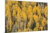 Autumn gold aspen tree pattern on mountain slope, San Juan Mountains, Colorado-Adam Jones-Mounted Premium Photographic Print