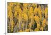Autumn gold aspen tree pattern on mountain slope, San Juan Mountains, Colorado-Adam Jones-Framed Photographic Print