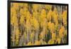 Autumn gold aspen tree pattern on mountain slope, San Juan Mountains, Colorado-Adam Jones-Framed Photographic Print